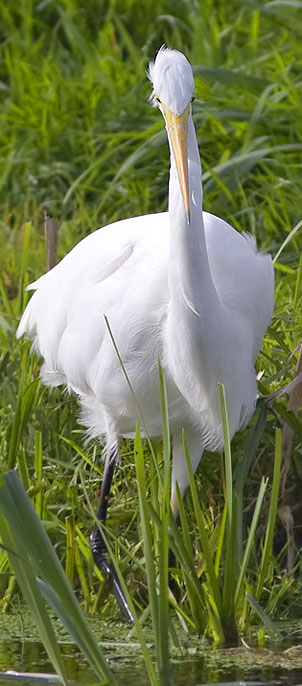 Grotezilverreiger021008